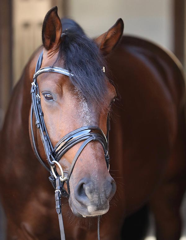 Shayna's Horses - Dressage Horse Riding in Loxahatchee and Wellington ...